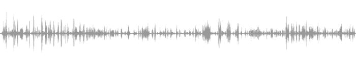 Tropical Birds Chirping | Sound Effect | Mp3 Wav Download